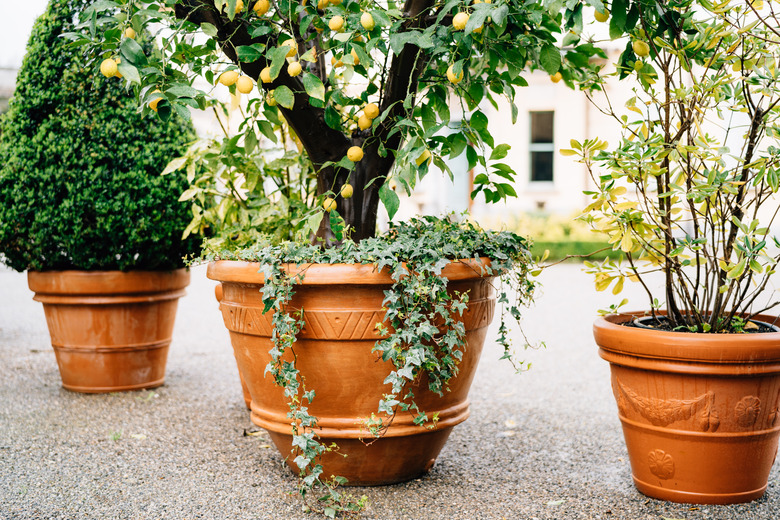 Large outdoor brown flower pots with decorative lemon and boxwood on the asphalt outside the house.