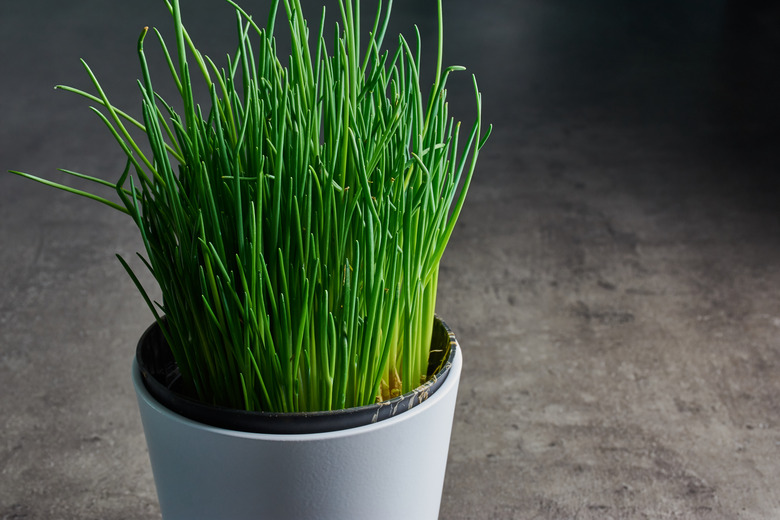 fresh chives in a white pot