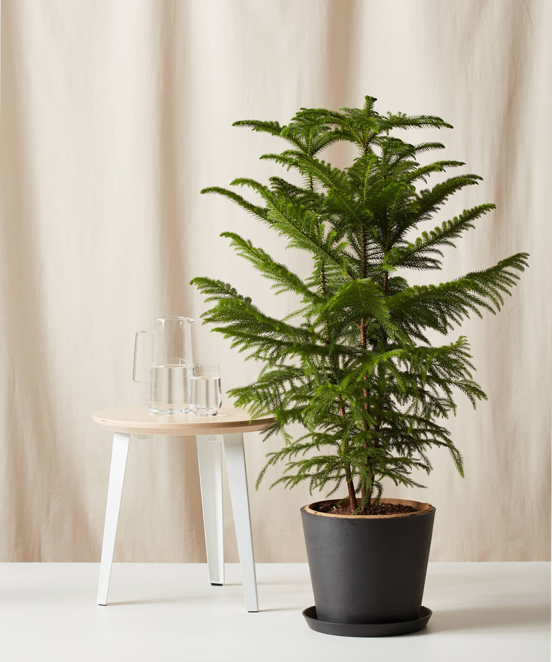 Norfolk pine Bloomscape