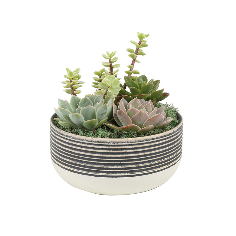 costa farms small succulent
