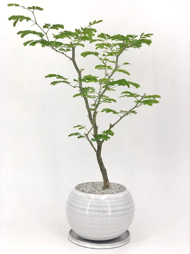 Brazilian rain tree in bulbous faintly striped gray ceramic planter