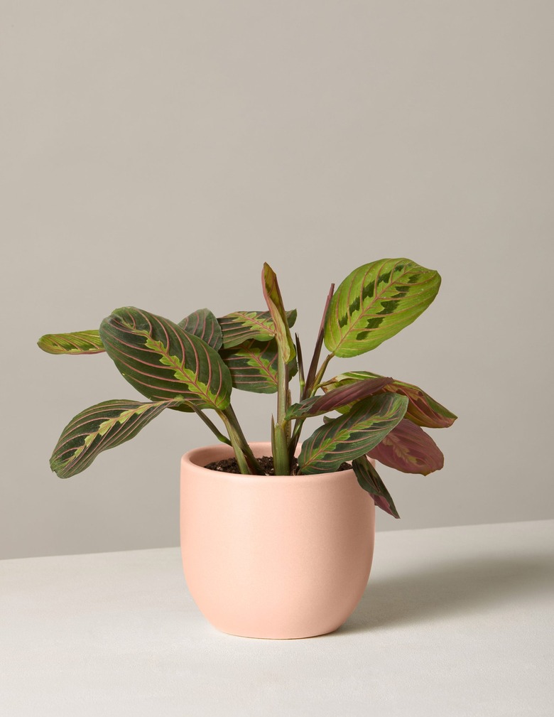 Maranta in pale peach planter