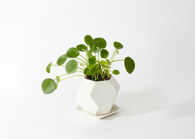 Pilea in white geometric vase