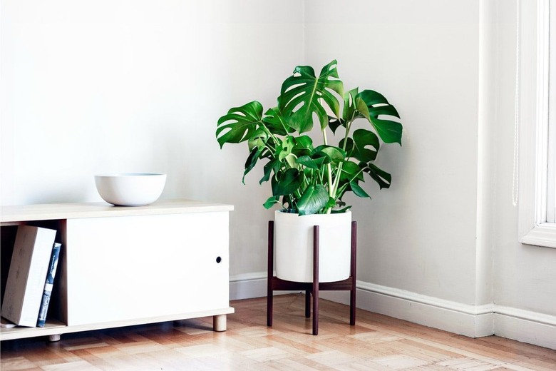 Monstera in white midcentury planter with wooden base