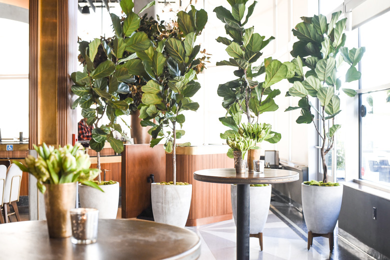 Fiddle leaf figs in planters.