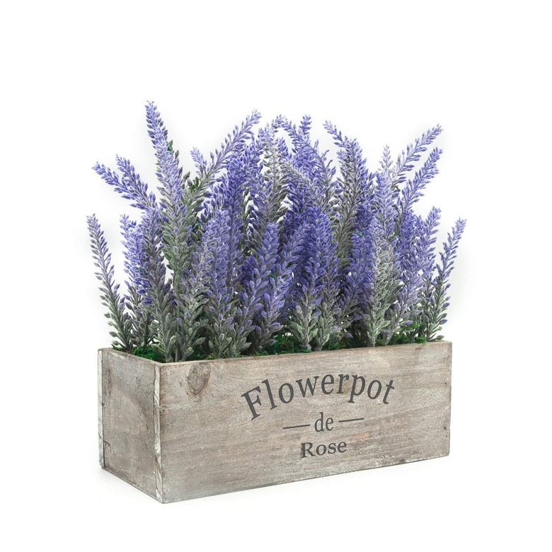 amazon flowerpot lavender plant