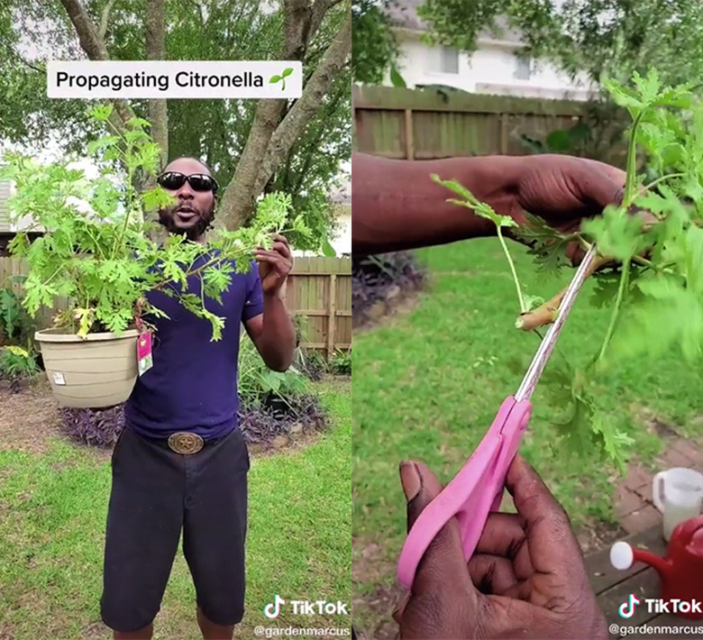 garden marcus