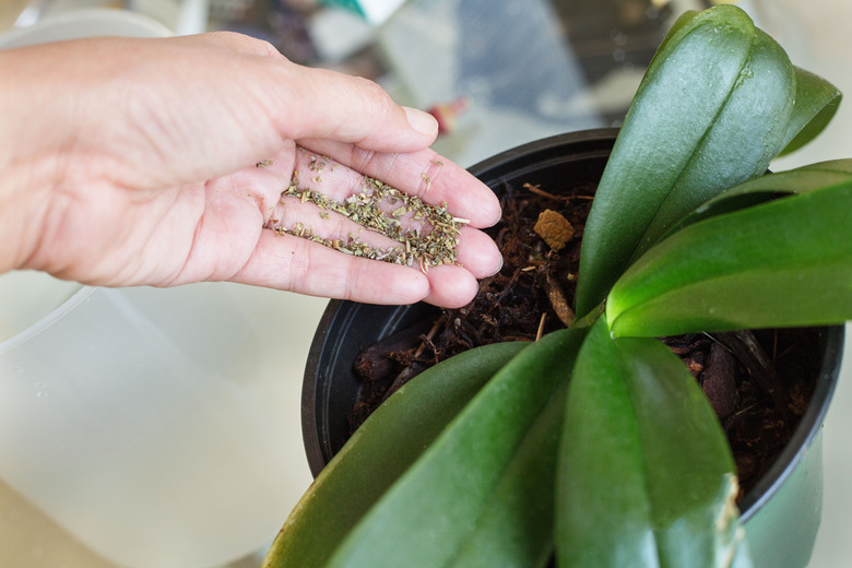 Dried tea sprinkled over orchid pot.