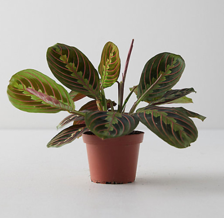 Prayer plant