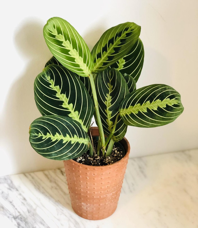 Prayer plant