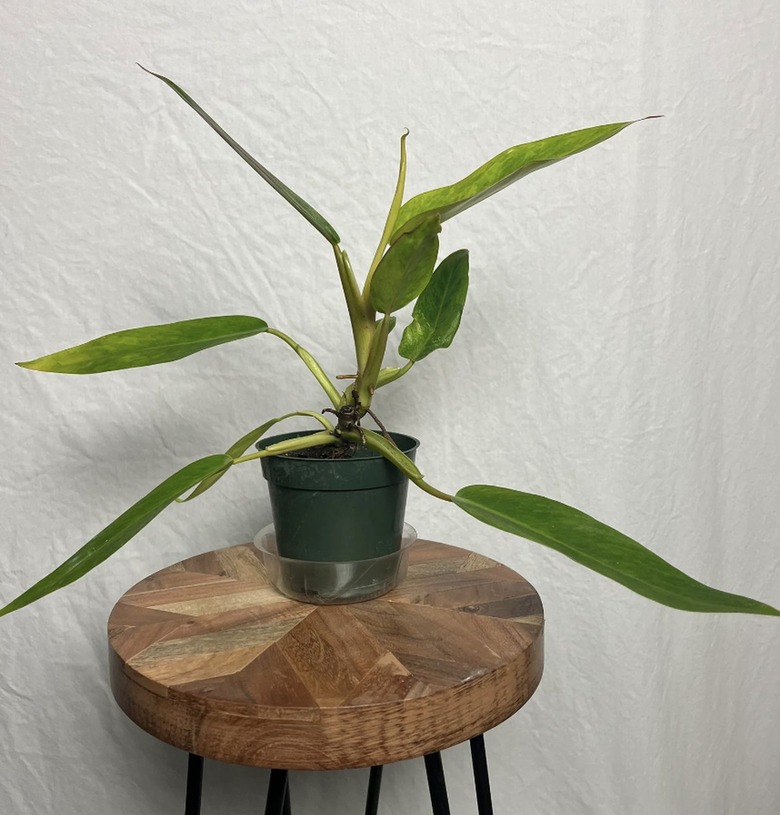 Philodendron Calkins Gold