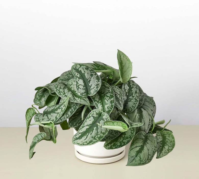 Silver pothos plant in white planter