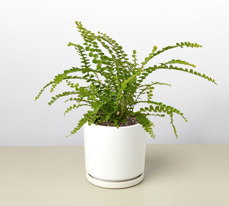 Lemon Button Fern