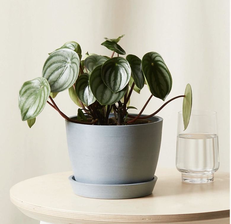 Peperomia Watermelon plant