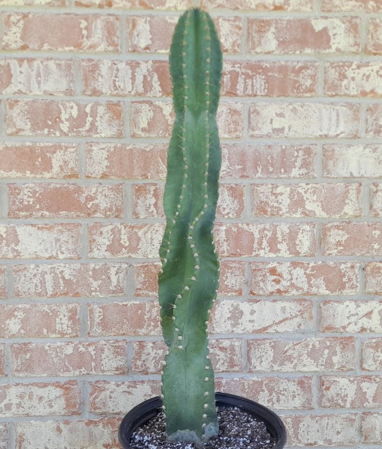 Peruvian Cactus Plant