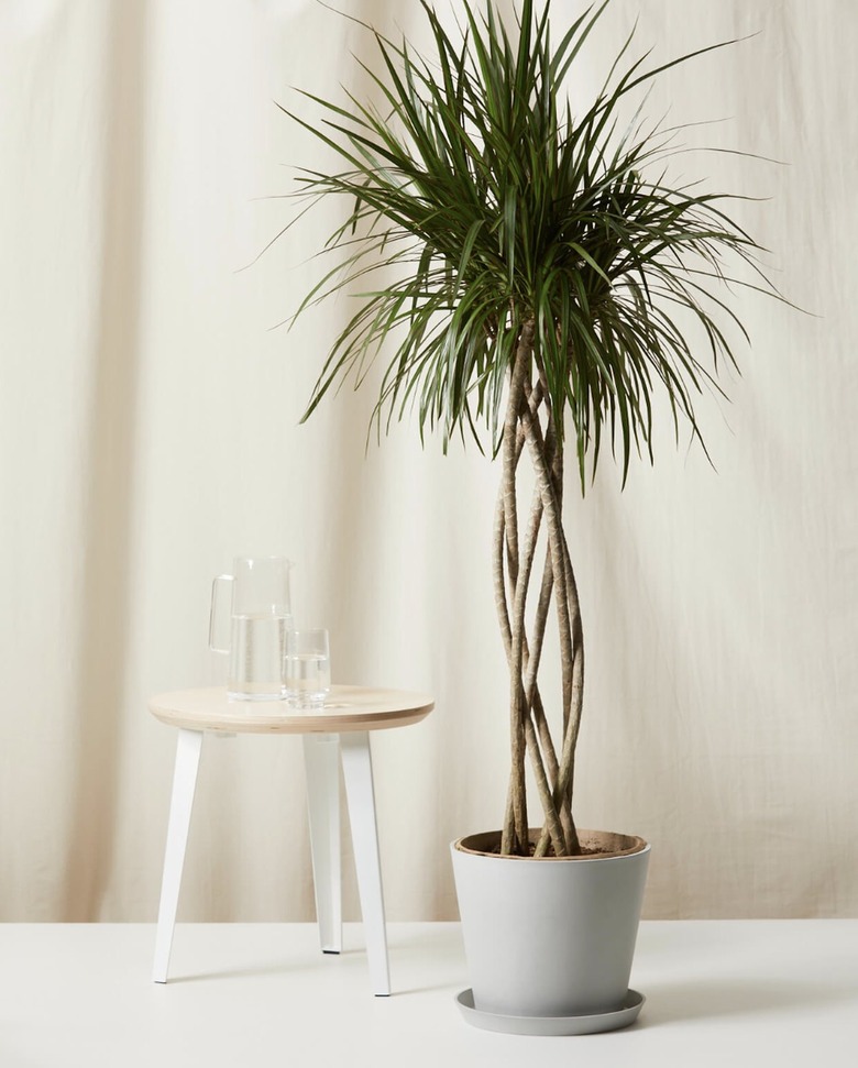 Dracaena Marginata Open Weave