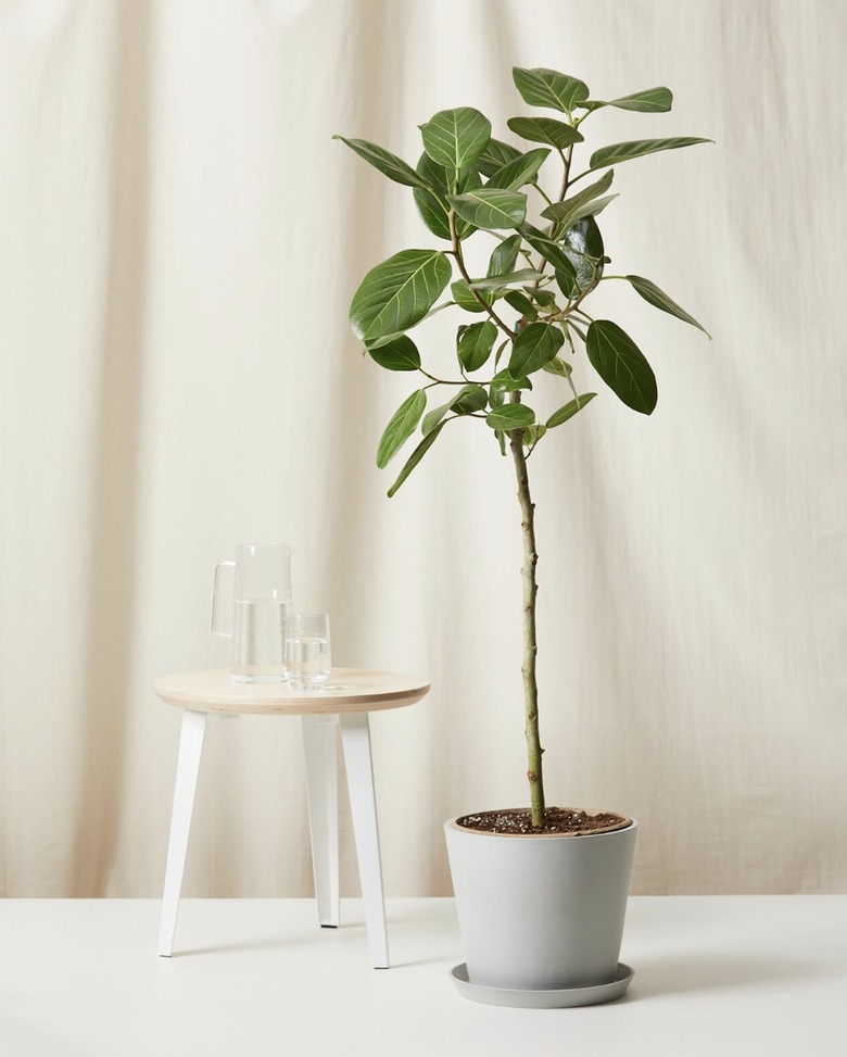 Ficus Audrey plant
