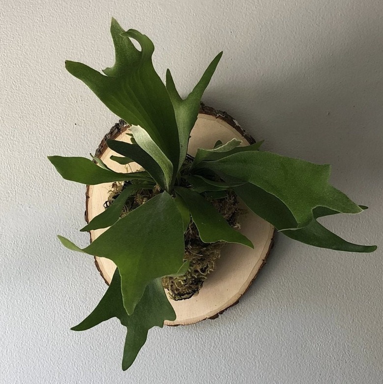 Staghorn Fern