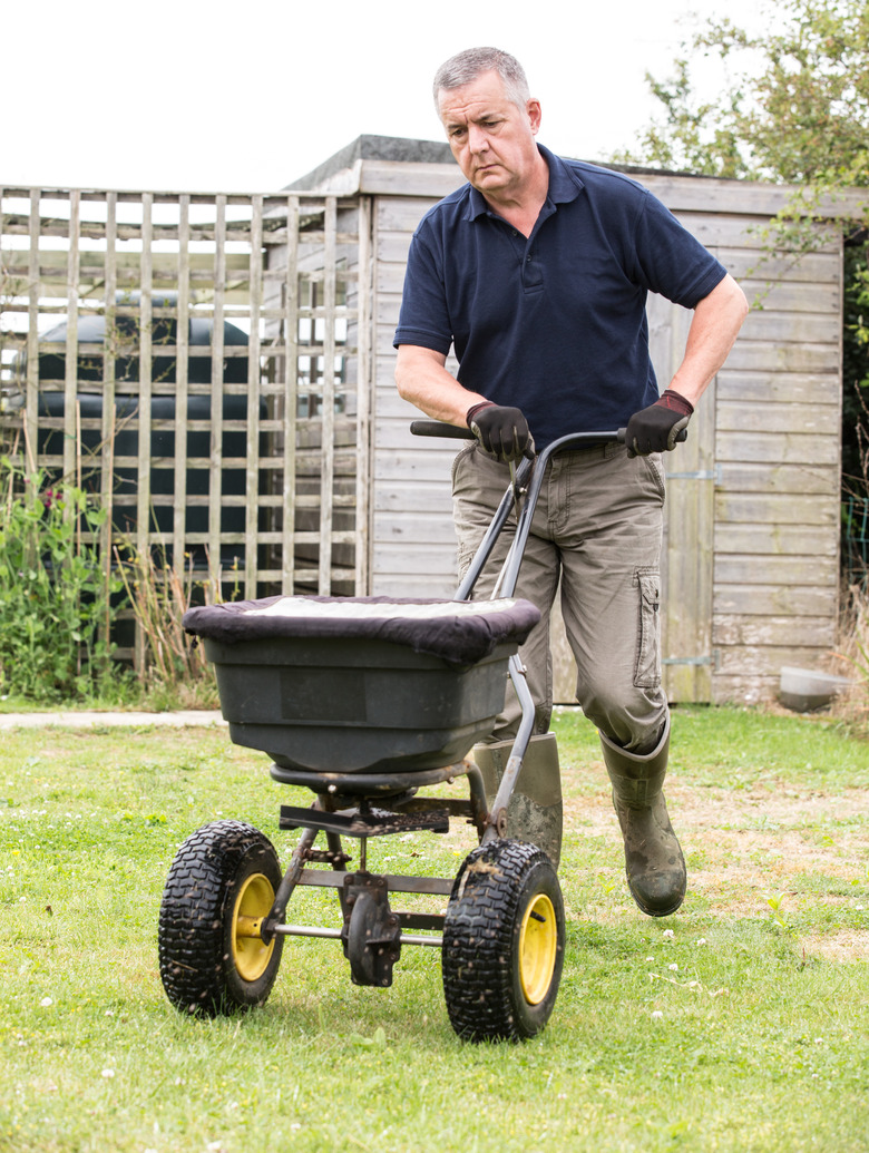Gardener horticulturalist spreading lawn fertiliser to cultivate lawn