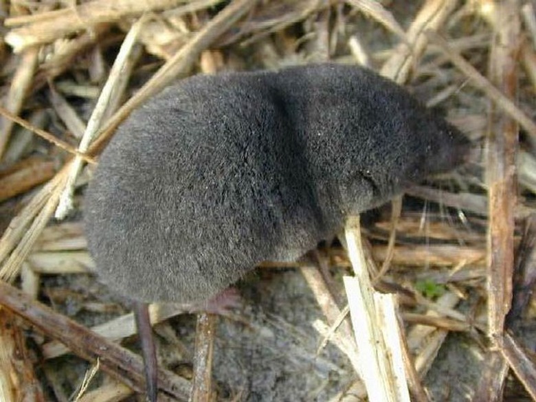 A shrew in the wild.