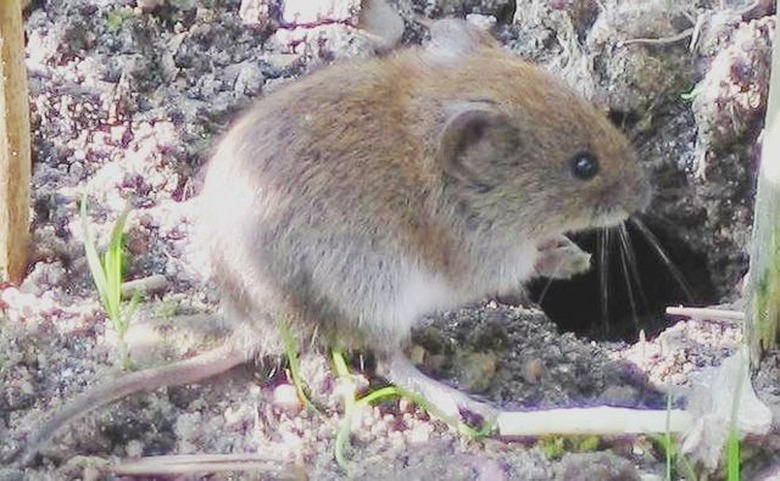 A vole in the wild.