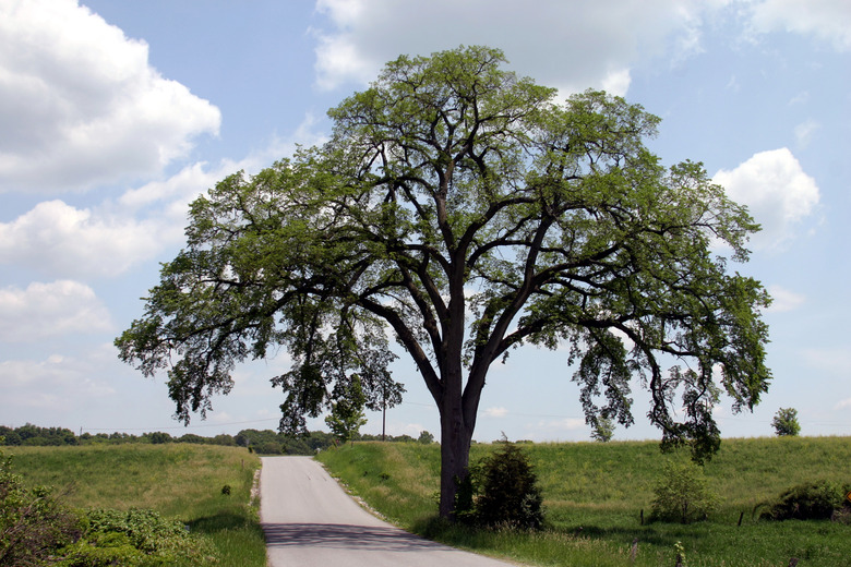 Hundred Year Old Elm Against Blue Sky