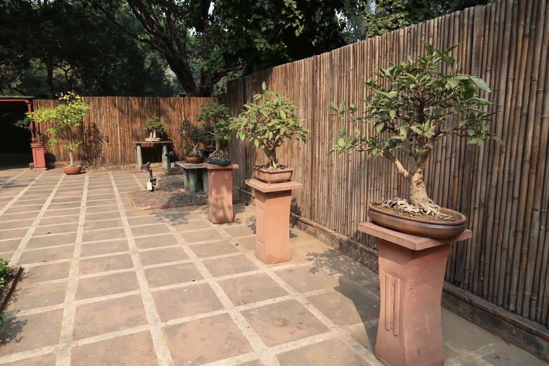 Image of paved courtyard in garden featuring Japanese elements of bonsai trees on plinths displays