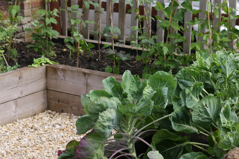 Image of traditional vegetable garden allotment crop in summer with timber raised beds border from wooden railway sleepers growing peas