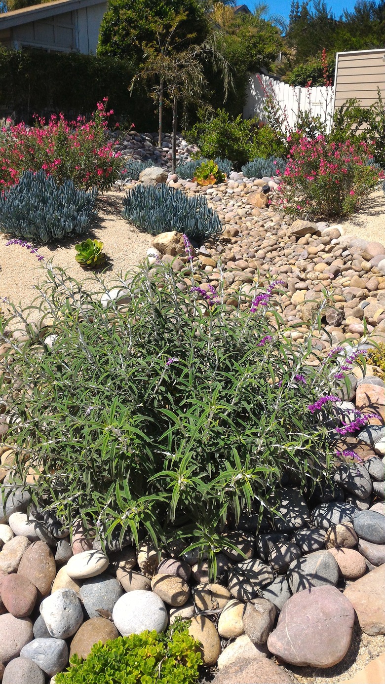 Xeriscaped Front Yard with Dry Creek Bed