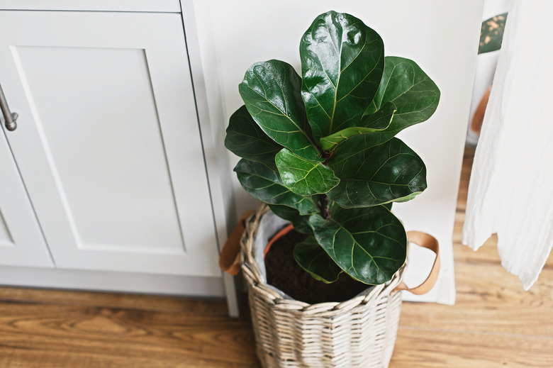 Big fiddle leaf fig tree in stylish modern pot near kitchen furniture. Ficus lyrata leaves