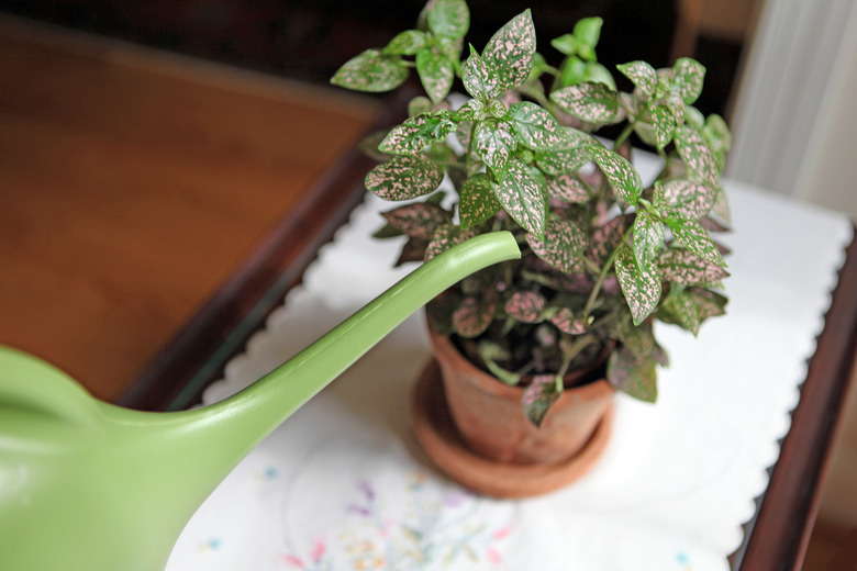 How to Care for a Polka Dot Plant