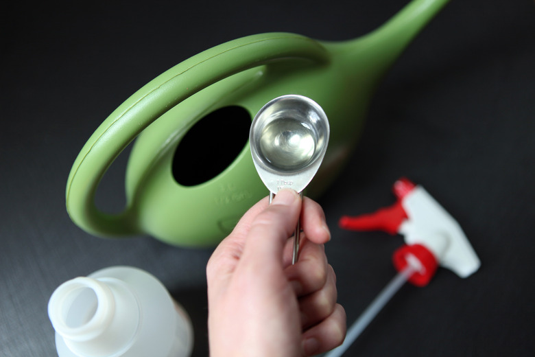 How to Care for a Polka Dot Plant