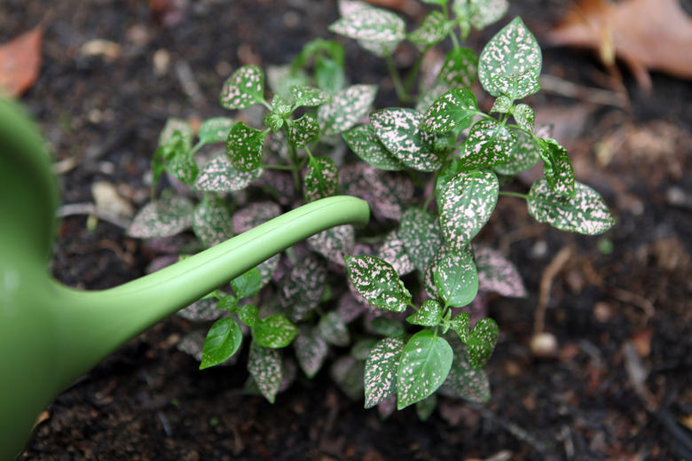 How to Care for a Polka Dot Plant