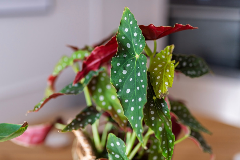 Begonia Maculata or Polka Dot Begonia growing indoors. Spotted leaves of begonia plant