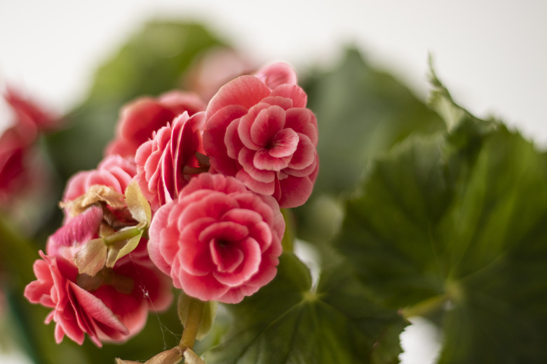 Flowers. Tuberous begonias. Begonia x tuberhybrida.