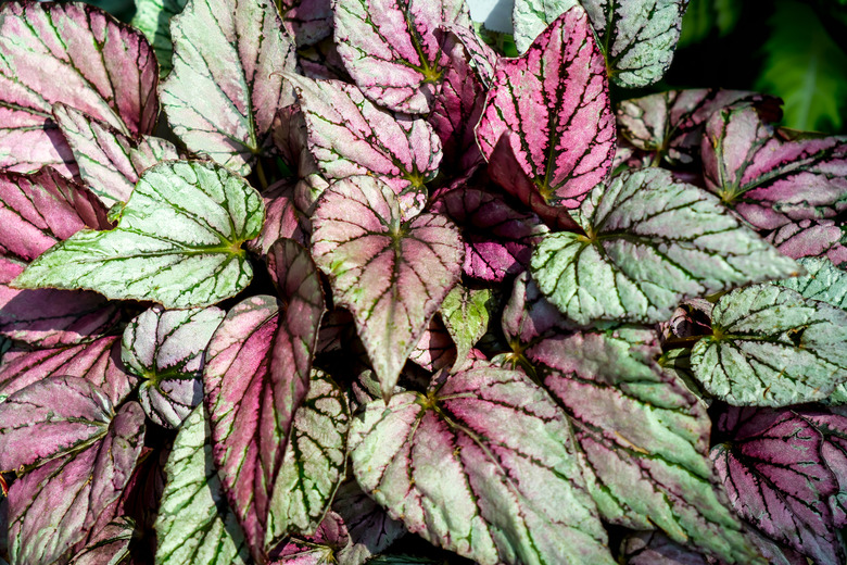 Begonia leaves