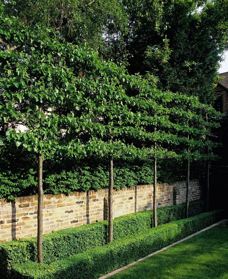 Espalier