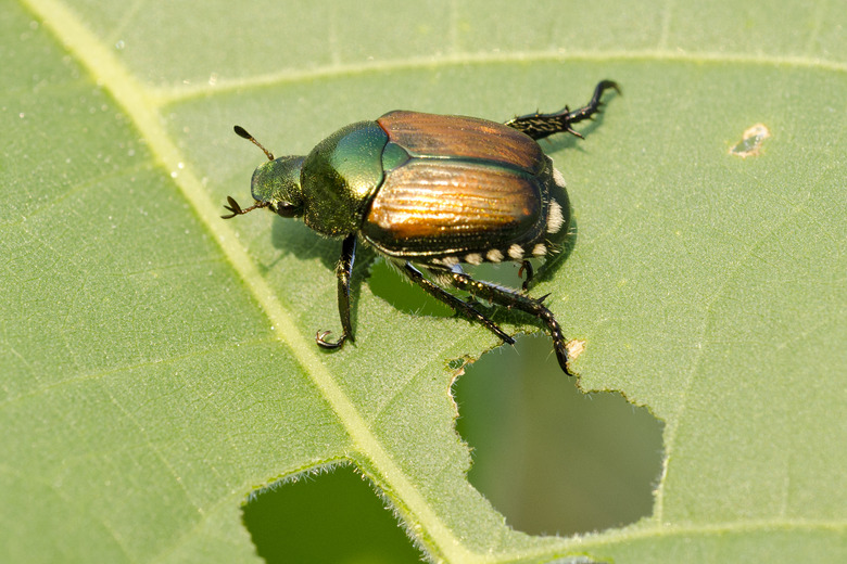 Japanese beetle