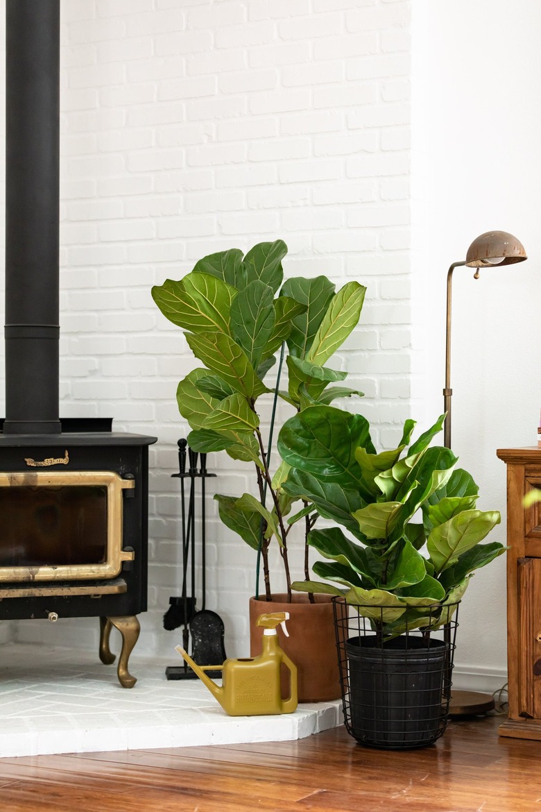 Black antique stove with potted plants and industrial lamp on wood floor