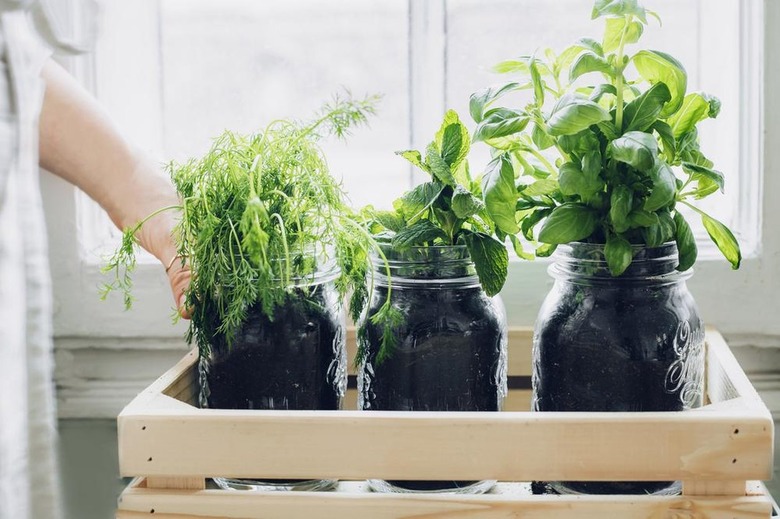 Person standing next to a wood crate with glass jars of potted herb plants