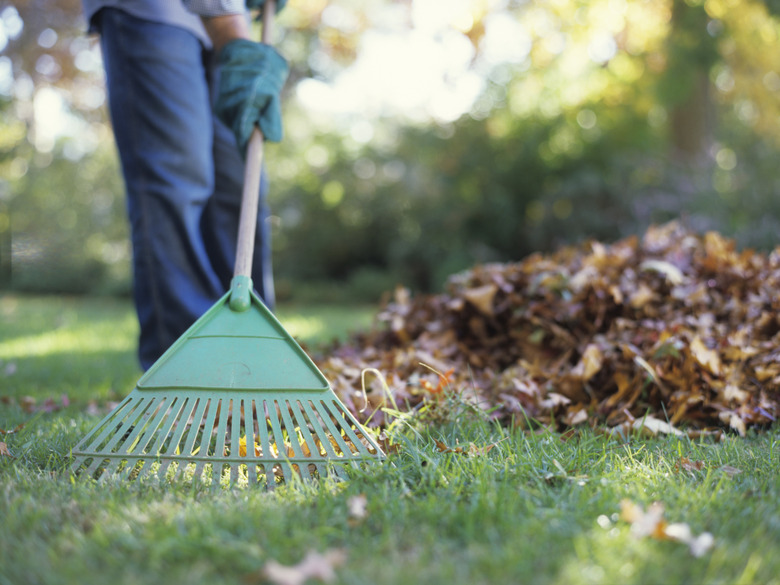 Person raking leaves in garden
