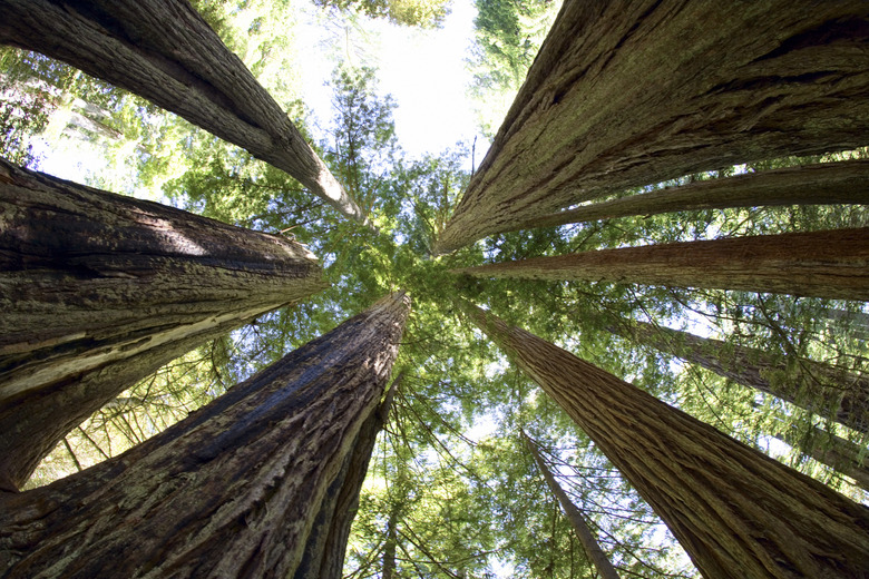 Giant redwood trees in Redwoods National Park