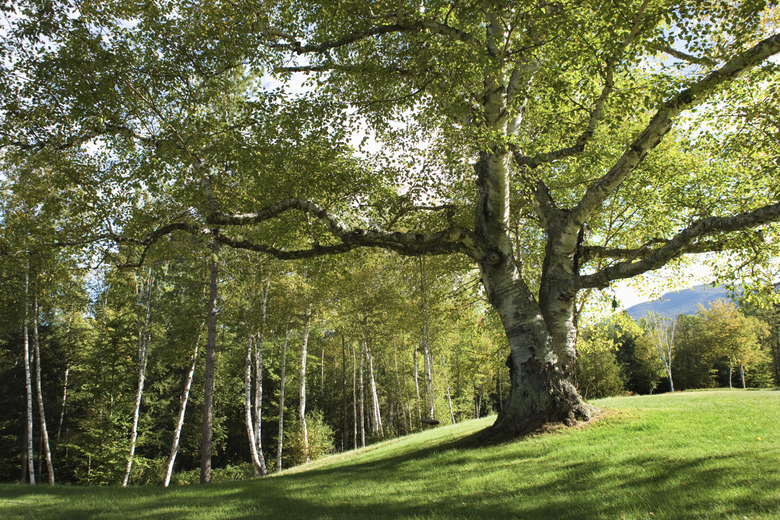 Trees in the Adirondacks