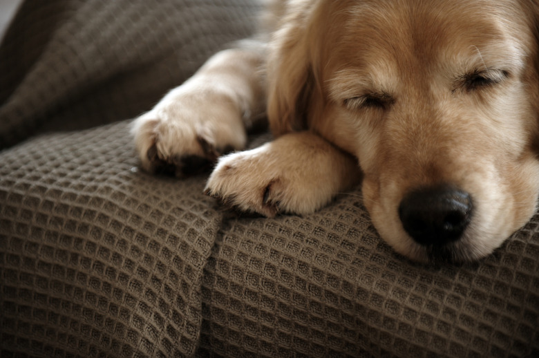 Golden retriever dog sleeping on sofa