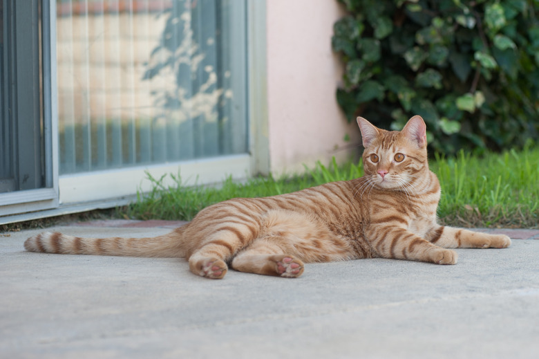 How to get cat urine out of concrete floor sale