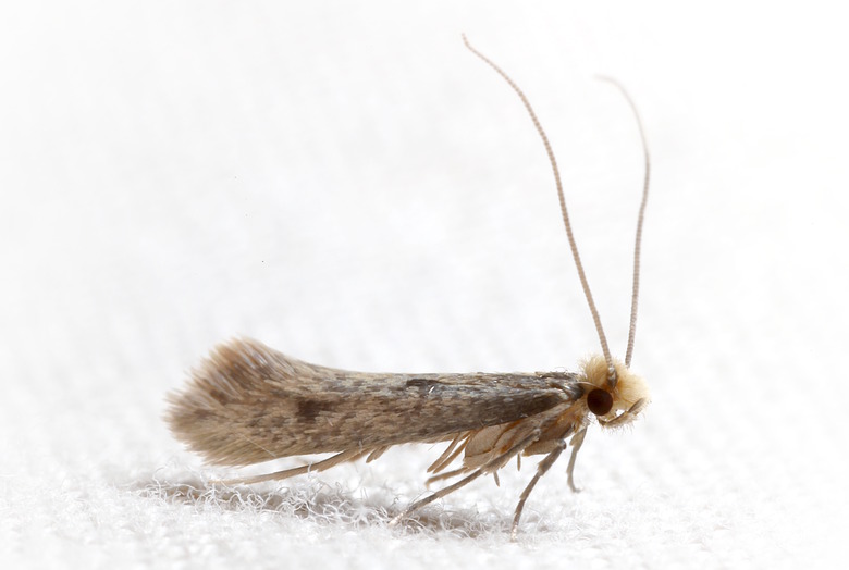 Clothes Moth Tineidae