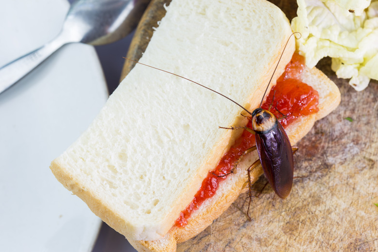 The problem in the house because of cockroaches living in the kitchen.Cockroach eating whole wheat bread on white backgroundIsolated background. Cockroaches are carriers of the disease.