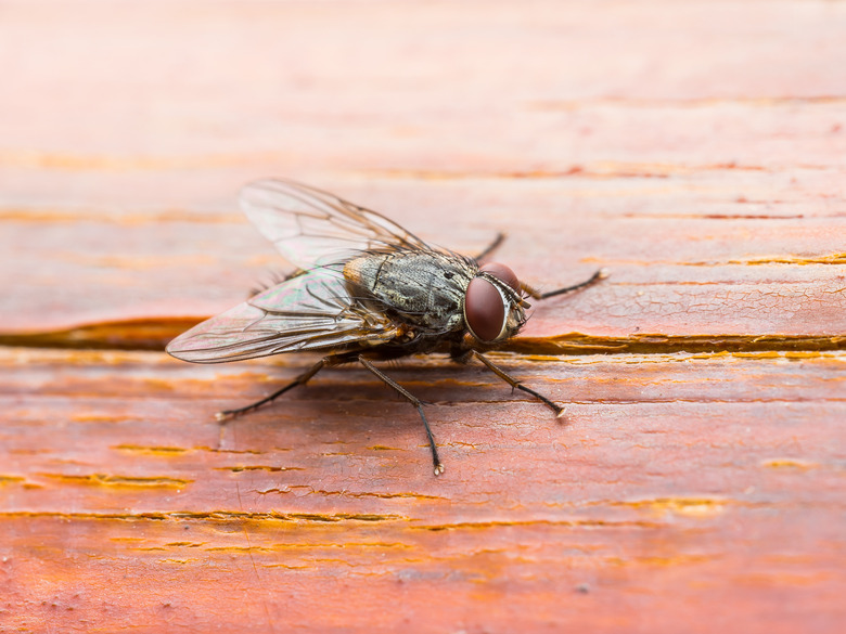 Drosophila Fly Insect on Wooden Wall