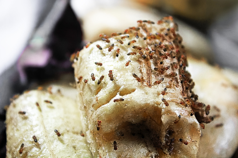 A mass of fruit-flies crawling over a banana