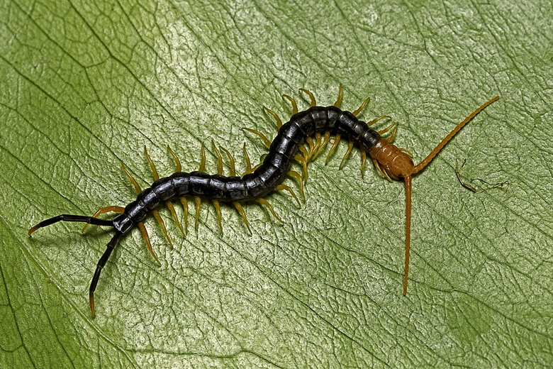 Scolopendra heros castaneiceps Texas redheaded centipede